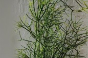 先马雅典娜机箱——为高性能游戏而生（探索先马雅典娜机箱的创新设计和优越性能）