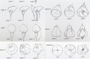 用电脑教你打造优秀花卉平面作品（掌握设计技巧，创作属于你的花卉艺术品）