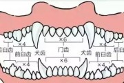 如何准确判断泰迪的年龄（掌握关键指标，轻松识别泰迪的年龄段）