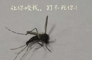 不让蚊子咬你的绝招（保持清洁卫生是关键）