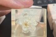 如何将樱花制作成标本——美丽花朵的保存之道（樱花标本制作技巧与步骤，让美丽永驻）