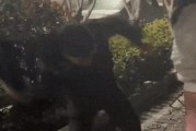 熊猫TV如何上热门？（是“用户互动”）