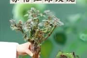 苏格手机的品质如何？（深度评析苏格手机的性能和用户体验）