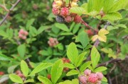 探索时尚与实用的完美结合——以blunt伞为例（打造抗风折叠伞新时尚，让每一场雨都成为艺术）
