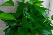 如何培养旺盛的大叶子绿萝（掌握关键技巧，让您的绿萝更加健康茂盛）