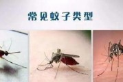 彻底消灭蚊子，创造无蚊子生活（科学方法，共同战胜蚊虫侵扰）