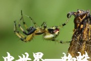 世界无昆虫将引发生态灾难（探索昆虫的重要性和对世界的影响）